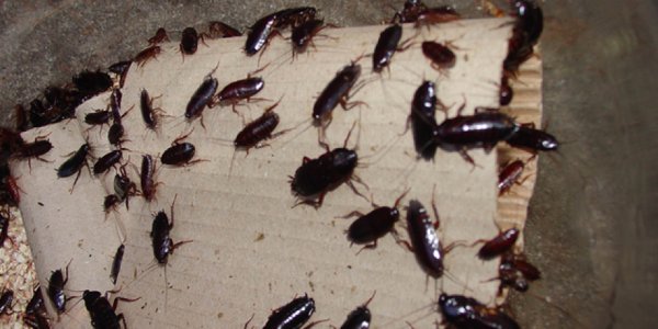 Antalya'da hamam böcekleri 10 TL'den satılıyor