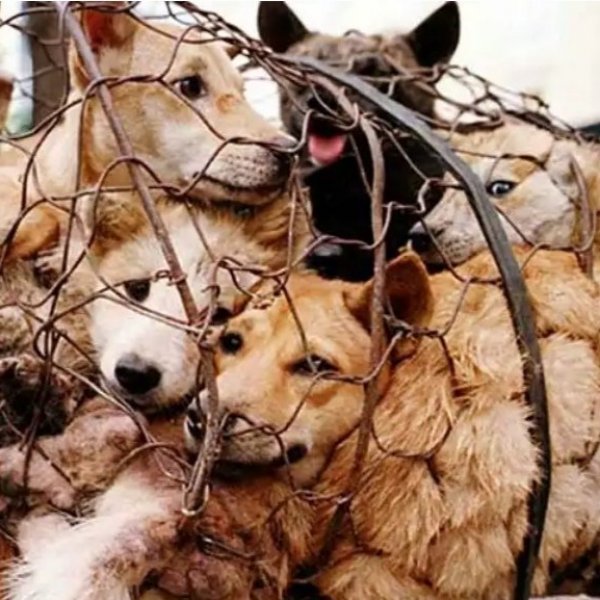 Çin'de köpek eti festivali bu yıl da yapılıyor