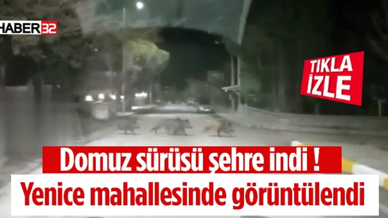 Isparta'nın Yenice mahallesine domuz indi