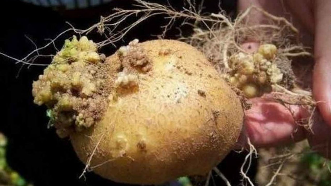 Tarım'dan patates hastalıklarına karşı yönetmelikler
