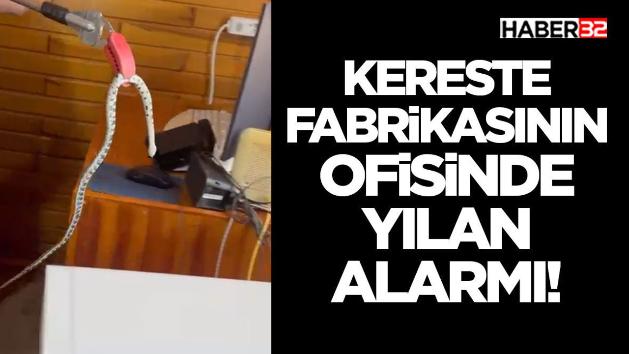 Kereste Fabrikasının Ofisinde Yılan Alarmı!