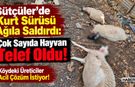 Kurt Sürüsü Ağıla Saldırdı: Üreticiler Acil Çözüm Bekliyor!