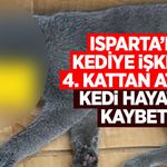 4. Kattan Atılan Kedi Hayatını Kaybetti