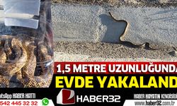1.5 Metrelik Yılan Evin İçinde Yakalandı