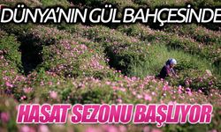 Türkiye'nin Gül Bahçesi'nde Hasat Sezonu Başlıyor