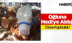 Oğluna Hediye Aldığı Düve Kayboldu