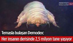Temasla bulaşan Demodex: Her insanın derisinde 2,5 milyon tane yaşıyor