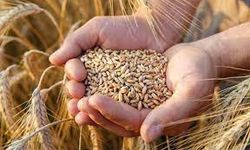 Buğday ve Arpa Fiyatları Belli Oldu