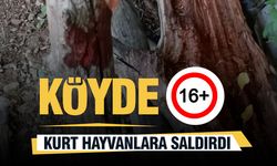 Isparta'da Bir Köyde Hayvanlara Kurt Saldırdı