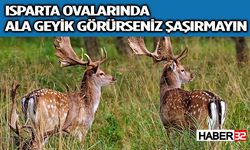 Isparta'da Alageyikler Doğaya Geri Döndü