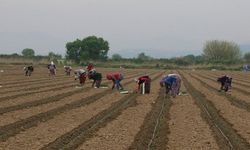 Isparta’da Mevsimlik Gezici Tarım İşçilerinin Çalışma Ve Sosyal Hayatlarının İyileştirilmesi Projesi Yapılacaktır