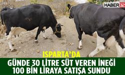 Isparta'da Sütlü İneğe 100 Bin İsteniyor