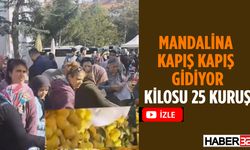 25 Kuruşa Satılan Mandalina Yarım Saatte Bitti