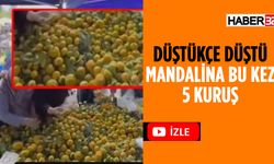 Isparta'da Mandalina Bu Kez 5 Kuruş