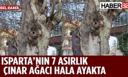 Isparta'nın 7 Asırlık Çınar Ağacı