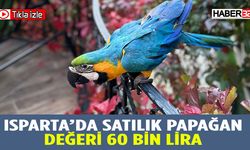 Isparta'da 5 Kelime Konuşan Papağana Değer Biçilemiyor