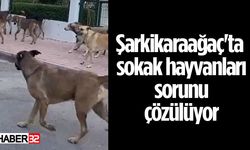 Şarkikaraağaç'ta sokak hayvanları sorunu çözülüyor