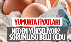 Yumurta Fiyatları Neden Yükseliyor?