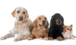 Kısırlaştırılmış Köpekler İçin Doğal ve Organik Beslenme Seçenekleri
