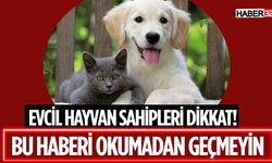 Isparta'da Evcil Hayvan Muayene Ücretleri Değişti