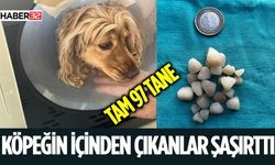 Isparta'da Köpeğin İçinden Madeni Para Çıktı