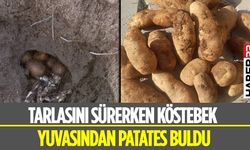 Yanlışlıkla Köstebek Yuvasını Buldu 1 Kilo Patates Çıkarttı