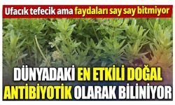 Dünyadaki en etkili doğal antibiyotik olarak biliniyor