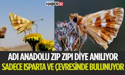 Anadolu Zıp Zıpı Doğaseverlerin Merakını Cezbediyor