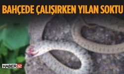 55 Yaşındaki Vatandaşı Zehirli Yılan Soktu