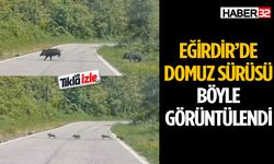 Eğirdir’de Domuz Sürüsü Böyle Görüntülendi