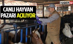 Canlı Hayvan Pazarı Kurban Bayramına hazır