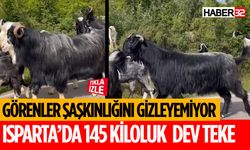 145 Kiloluk Teke Büyük İlgi Gördü