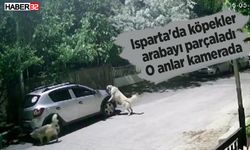 Isparta'da köpekler arabayı parçaladı: O anlar kamerada