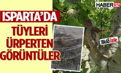 Isparta’da vatandaşın yılan operasyonu