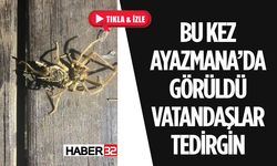 Dikkat! Isparta Ayazmana'da Zehirli Sarıkız Örümceği Görüldü