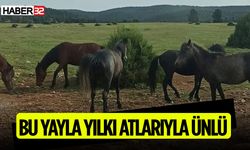 Yaz Aylarında Yılkı Atlarına Ev Sahipliği Yapıyor