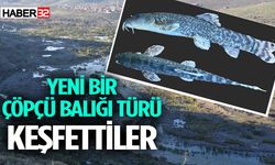 Yeni bir çöpçü balığı türü keşfettiler