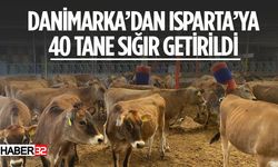 Danimarka'dan 40 Tane Sığır Getirildi