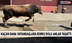 Kaçan dana vatandaşlara korku dolu anlar yaşattı