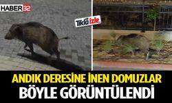 Aç kalan domuzlar mesirelik alanda yiyecek aradı