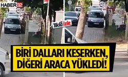 Ihlamur ağacının dallarını kesip götürdüler