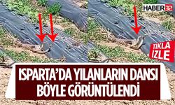 Isparta'da İki Yılanın Dansı Böyle Görüntülendi