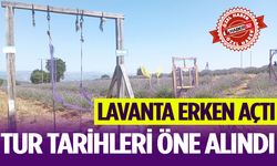 Lavanta erken açtı, tur tarihleri öne alındı