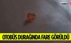 Sosyal Medya Bunu Konuşuyor Otobüs Durağından Fare Çıktı