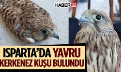 Isparta’da bulunan yavru kerkenez kuşu yetkililere teslim edildi