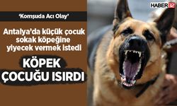 Antalya'da sokak köpeği küçük çocuğu ısırdı