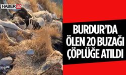 Burdur'da Ölen Buzağılar Çöplüğe Atıldı