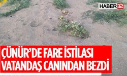 Çünür'de Fareler Vatandaşı Canından Bezdirdi