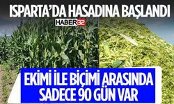 Isparta'da Mısır Hasadı Başladı Tonu 2 Bin 500 Lirayı Buldu