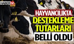 Hayvancılıkta destekleme tutarları belli oldu